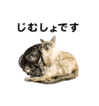 石川家の猫たち（個別スタンプ：27）