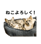 石川家の猫たち（個別スタンプ：28）