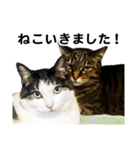 石川家の猫たち（個別スタンプ：29）