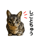 石川家の猫たち（個別スタンプ：30）