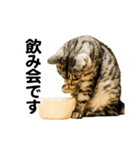 石川家の猫たち（個別スタンプ：31）