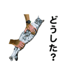 石川家の猫たち（個別スタンプ：34）