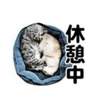 石川家の猫たち（個別スタンプ：35）