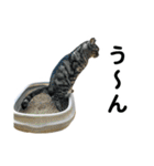 石川家の猫たち（個別スタンプ：36）