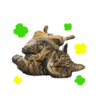 石川家の猫たち（個別スタンプ：38）