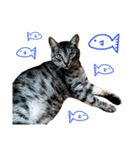 石川家の猫たち（個別スタンプ：39）