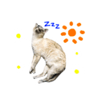 石川家の猫たち（個別スタンプ：40）