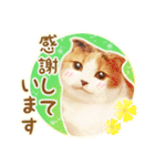 三毛猫ふうちゃん 心なごむ日常会話（個別スタンプ：2）