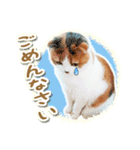 三毛猫ふうちゃん 心なごむ日常会話（個別スタンプ：3）