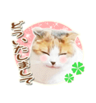 三毛猫ふうちゃん 心なごむ日常会話（個別スタンプ：4）