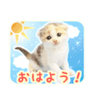 三毛猫ふうちゃん 心なごむ日常会話（個別スタンプ：5）