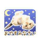 三毛猫ふうちゃん 心なごむ日常会話（個別スタンプ：6）