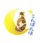三毛猫ふうちゃん 心なごむ日常会話（個別スタンプ：8）