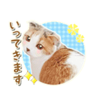 三毛猫ふうちゃん 心なごむ日常会話（個別スタンプ：9）