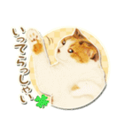 三毛猫ふうちゃん 心なごむ日常会話（個別スタンプ：10）