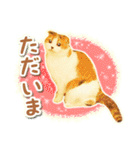 三毛猫ふうちゃん 心なごむ日常会話（個別スタンプ：12）