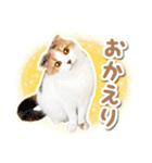 三毛猫ふうちゃん 心なごむ日常会話（個別スタンプ：13）