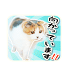 三毛猫ふうちゃん 心なごむ日常会話（個別スタンプ：17）