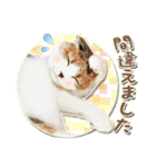 三毛猫ふうちゃん 心なごむ日常会話（個別スタンプ：21）