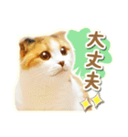 三毛猫ふうちゃん 心なごむ日常会話（個別スタンプ：22）