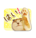 三毛猫ふうちゃん 心なごむ日常会話（個別スタンプ：23）