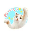 三毛猫ふうちゃん 心なごむ日常会話（個別スタンプ：24）