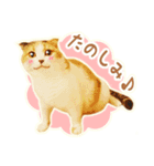 三毛猫ふうちゃん 心なごむ日常会話（個別スタンプ：25）