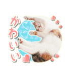 三毛猫ふうちゃん 心なごむ日常会話（個別スタンプ：26）