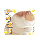三毛猫ふうちゃん 心なごむ日常会話（個別スタンプ：29）