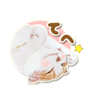 三毛猫ふうちゃん 心なごむ日常会話（個別スタンプ：31）