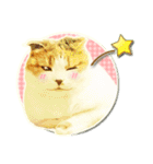 三毛猫ふうちゃん 心なごむ日常会話（個別スタンプ：32）