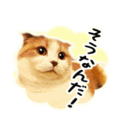 三毛猫ふうちゃん 心なごむ日常会話（個別スタンプ：34）