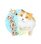 三毛猫ふうちゃん 心なごむ日常会話（個別スタンプ：35）