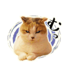 三毛猫ふうちゃん 心なごむ日常会話（個別スタンプ：40）