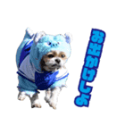 シーズー犬・ポコ 2（個別スタンプ：1）