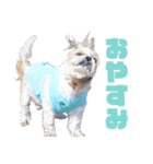 シーズー犬・ポコ 2（個別スタンプ：2）
