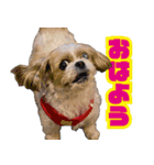 シーズー犬・ポコ 2（個別スタンプ：3）