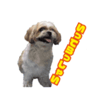 シーズー犬・ポコ 2（個別スタンプ：5）