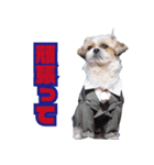 シーズー犬・ポコ 2（個別スタンプ：6）