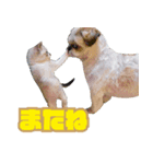 シーズー犬・ポコ 2（個別スタンプ：8）