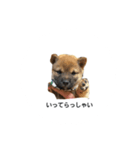 我が名はポン太！！！！（個別スタンプ：1）