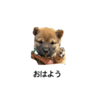 我が名はポン太！！！！（個別スタンプ：6）