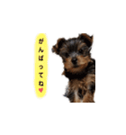 ヨーキーのエルモ（個別スタンプ：21）