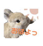 ネザーランド よく使う（個別スタンプ：5）