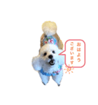 トイプードルのぷーちゃんだよ（個別スタンプ：1）