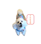 トイプードルのぷーちゃんだよ（個別スタンプ：2）