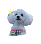 トイプードルのぷーちゃんだよ（個別スタンプ：6）