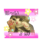 もよスタンプ（個別スタンプ：3）