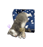 もよスタンプ（個別スタンプ：4）