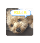 ココアのココアによるスタンプ（個別スタンプ：1）